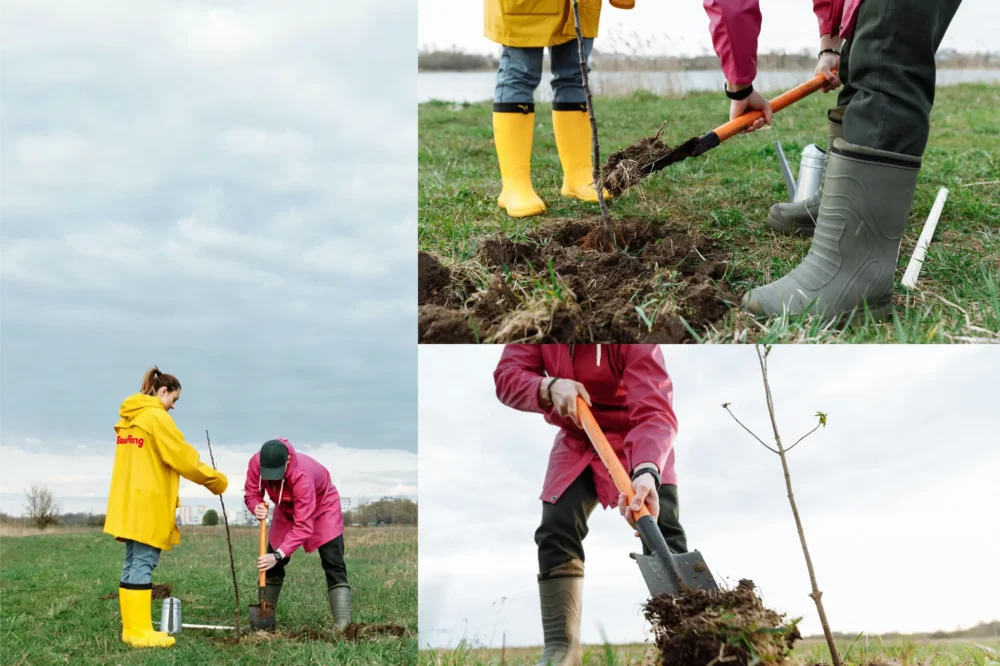 we don’t just cut, we also plant